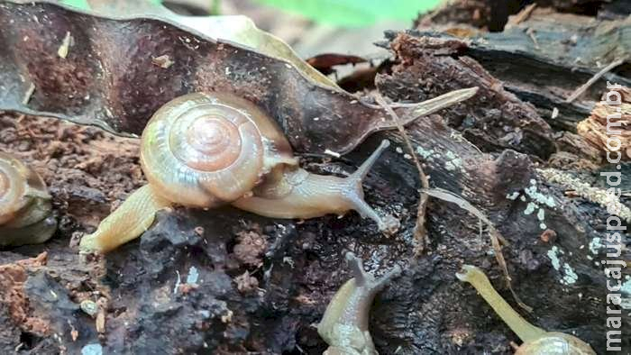 Caracol indiano que pode transmitir meningite é achado em MS e 11 estados Caracol indiano que pode transmitir meningite é achado em MS e 11 estados