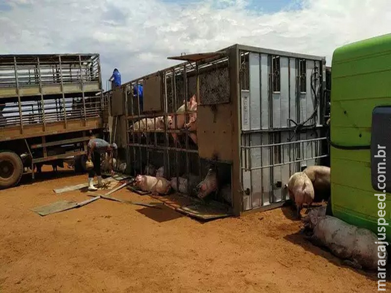 Carreta tomba em rodovia, condutor fica ferido e porcos morrem prensados Carreta tomba em rodovia, condutor fica ferido e porcos morrem prensados