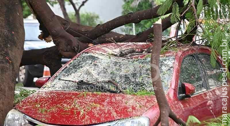 Chuva forte com ventania em Corumbá derruba árvores e danifica carro