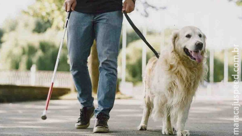 Com custo de até R$ 50 mil, cão-guia é realidade distante para cegos em Mato Grosso do Sul Com custo de até R$ 50 mil, cão-guia é realidade distante para cegos em Mato Grosso do Sul