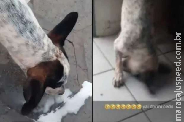 Estudante dá cerveja para cachorro, divulga na internet e acaba preso em MS Estudante dá cerveja para cachorro, divulga na internet e acaba preso em MS
