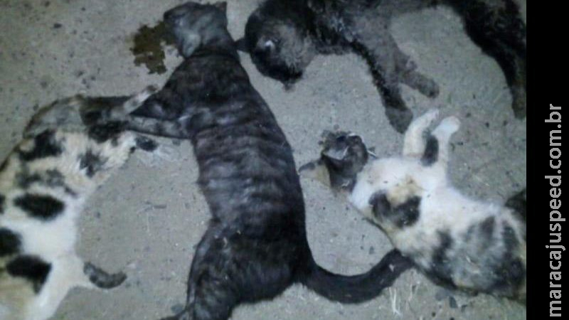 Gatos são espancados a pauladas até a morte e mulher é investigada pela polícia Gatos são espancados a pauladas até a morte e mulher é investigada pela polícia
