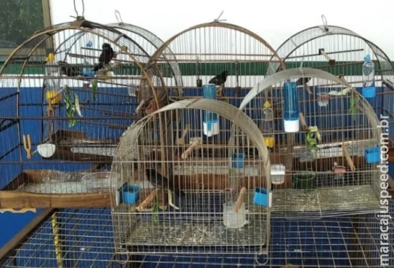 Homem é autuado em R$ 4 mil e detido por manter aves silvestres ilegalmente em cativeiro Homem é autuado em R$ 4 mil e detido por manter aves silvestres ilegalmente em cativeiro