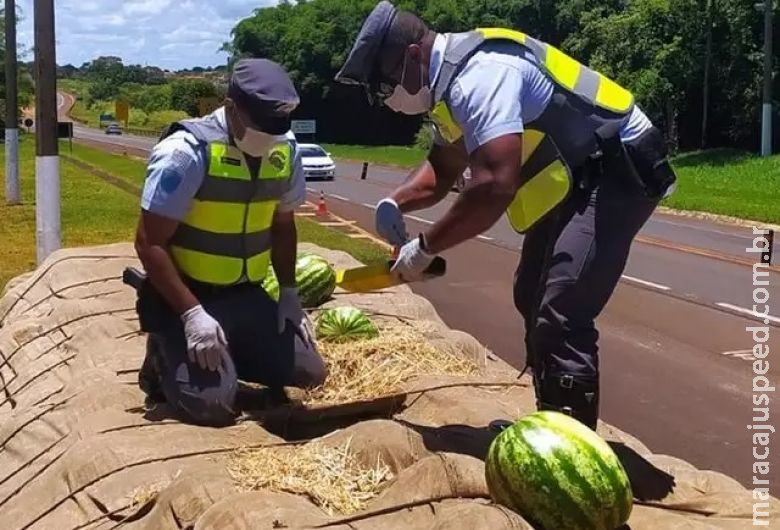 Homem é preso com 1,3 tonelada de maconha que saiu de MS em carga de melancia Homem é preso com 1,3 tonelada de maconha que saiu de MS em carga de melancia