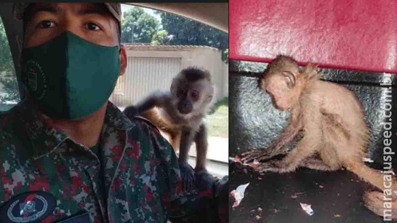 Homem é preso em MS por manter macaco-prego em cativeiro e ameaçar fiscais