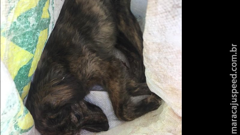 Homem mata cachorrinho a pauladas e é considerado foragido da polícia Homem mata cachorrinho a pauladas e é considerado foragido da polícia