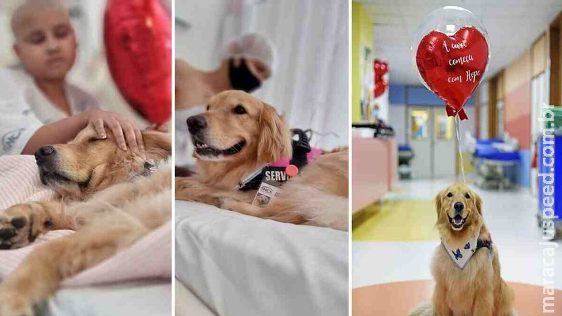 Inca retoma Terapia Assistida por Animais com a cadela Hope Inca retoma Terapia Assistida por Animais com a cadela Hope