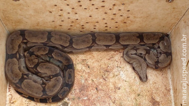 Jiboia de quase dois metros é capturado sob telhado de residência Jiboia de quase dois metros é capturado sob telhado de residência