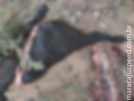 Ladrões furtam 4 cabeças de gado e deixam apenas restos em propriedade de MS Ladrões furtam 4 cabeças de gado e deixam apenas restos em propriedade de MS