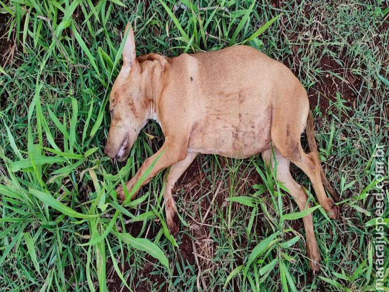Maracaju: Homem mata cachorro com cerca de 10 pauladas e criança de apenas 12 anos de idade assistiu seu cão sendo morto de forma estúpida