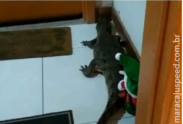 Morador de apartamento leva um susto ao ver jacaré na porta Morador de apartamento leva um susto ao ver jacaré na porta