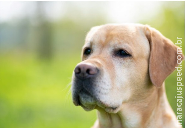 Mulher morde dona de cachorro após vê-la batendo no cão