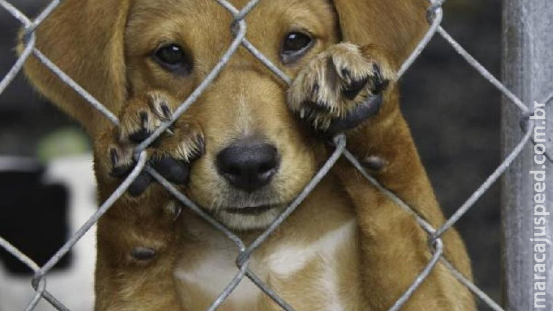 Nenhuma clínica veterinária se interessa em credenciamento para castração de cães e gatos Nenhuma clínica veterinária se interessa em credenciamento para castração de cães e gatos