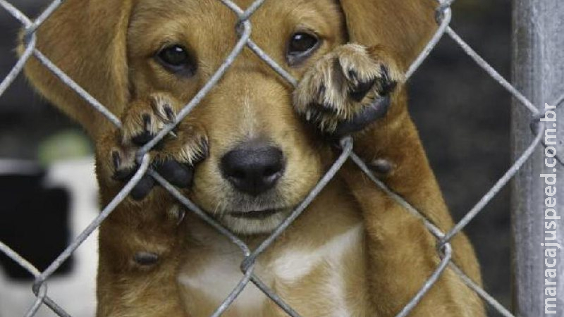 Nenhuma clínica veterinária se interessa em credenciamento para castração de cães e gatos