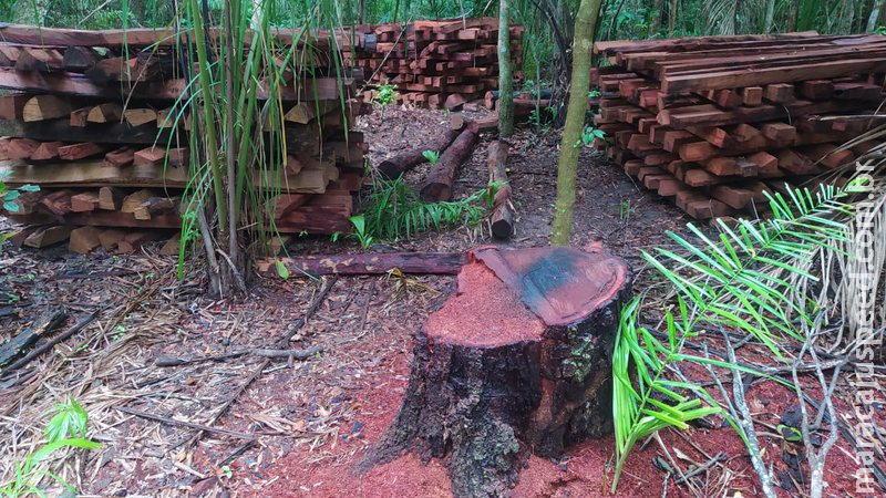 PMA autua dona de fazenda em Bonito em R$ 14,9 mil por degradação e exploração ilegal de madeira