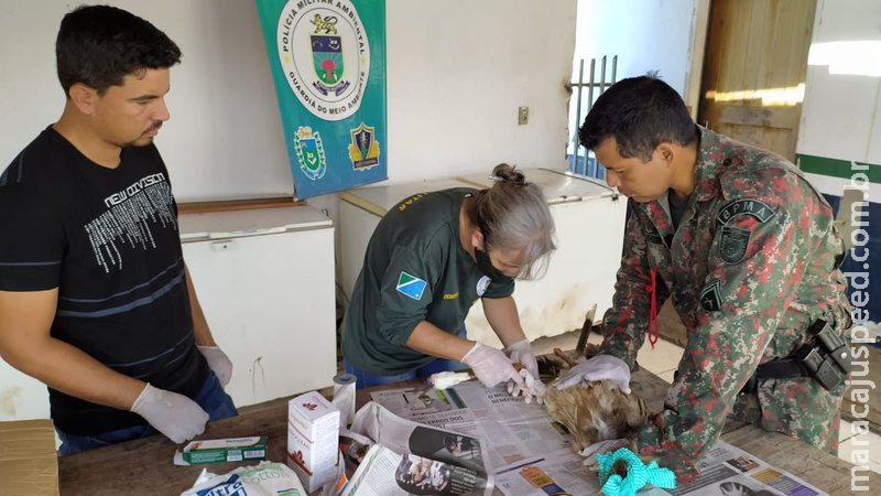 Seriema vítima de acidente e com perna fraturada é resgatada pela PMA Seriema vítima de acidente e com perna fraturada é resgatada pela PMA