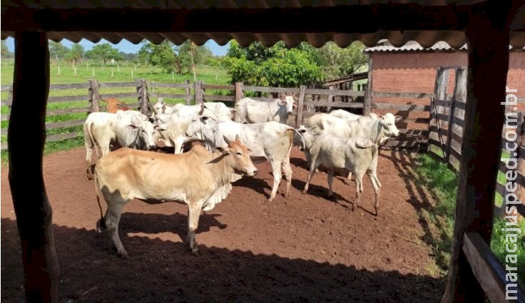 Suspeito de furto de gado é indiciado e animais são recuperados em MS