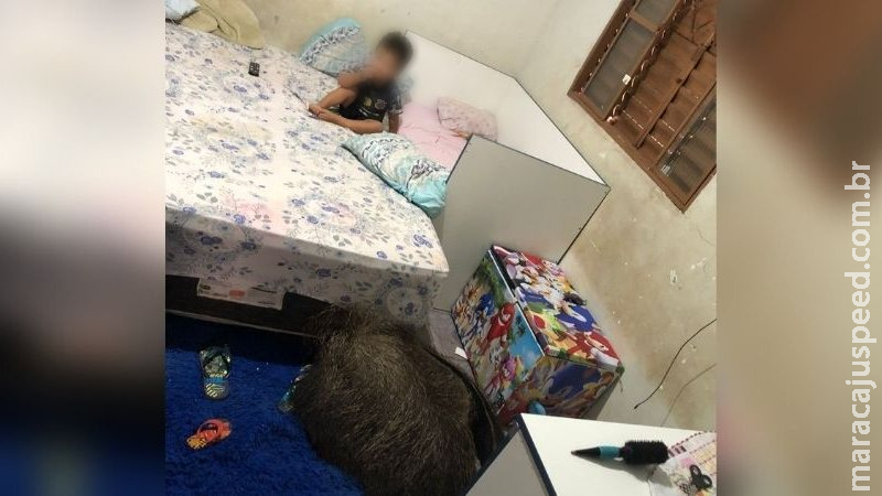 Tamanduá entra no quarto de crianças e deita no tapete em Campo Grande Tamanduá entra no quarto de crianças e deita no tapete em Campo Grande