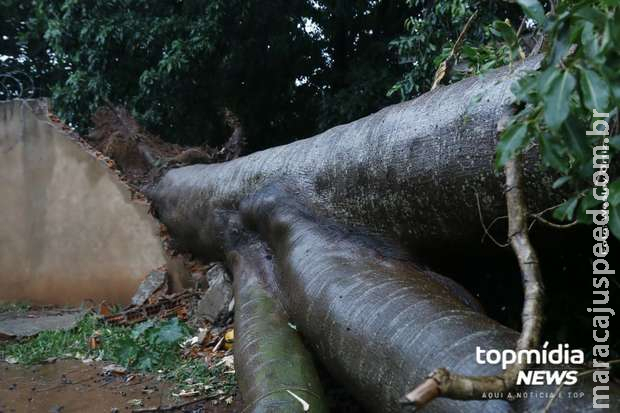 Temporal derruba árvores, teto de posto e causa estragos em Campo Grande Temporal derruba árvores, teto de posto e causa estragos em Campo Grande