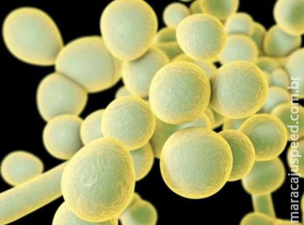 Anvisa confirma terceiro caso de ‘superfungo’ no Brasil Anvisa confirma terceiro caso de ‘superfungo’ no Brasil