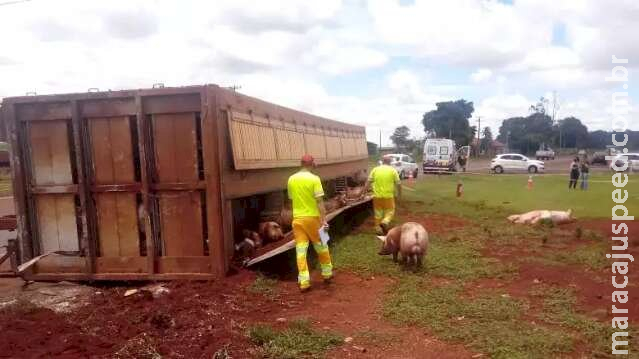Caminhão carregado com porcos tomba e deixa trânsito lento na BR-163 em Dourados 