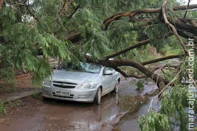 Chuva rápida com ventos fortes derruba árvore em cima de carro na Capital 