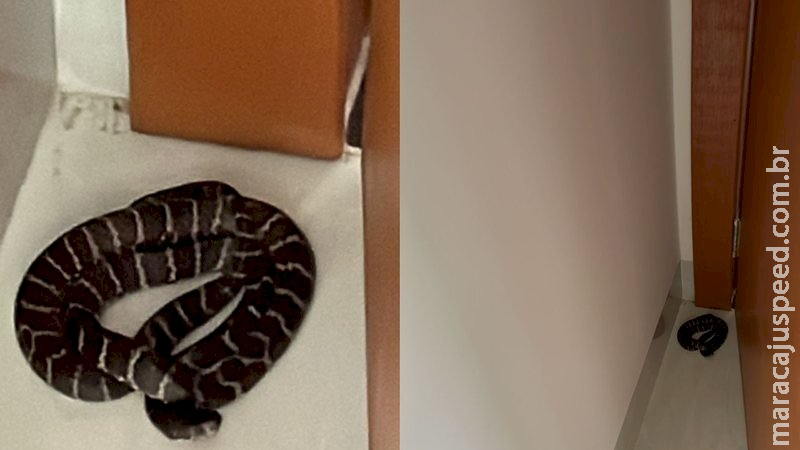 Diarista leva susto ao encontrar cobra jararaca em casa de jornalista em MS Diarista leva susto ao encontrar cobra jararaca em casa de jornalista em MS