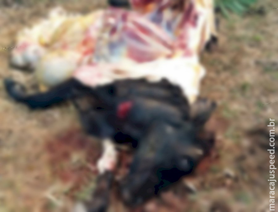 Em Sidrolândia, ladrões invadem fazenda, carneiam vaca e fogem Em Sidrolândia, ladrões invadem fazenda, carneiam vaca e fogem