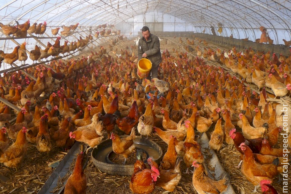 Espanha relata surto de gripe aviária altamente patogênica em granja, diz OIE 