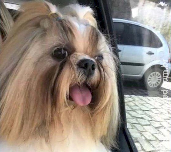 Funcionário de pet shop é preso após morte de cachorro deixado para tosa Funcionário de pet shop é preso após morte de cachorro deixado para tosa