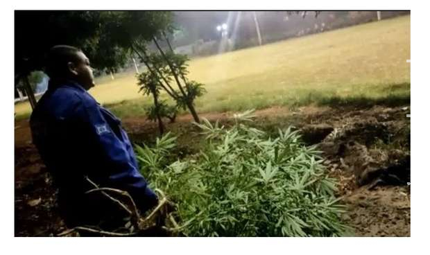 Guarda municipal acaba com plantação de maconha em Ponta Porã Guarda municipal acaba com plantação de maconha em Ponta Porã