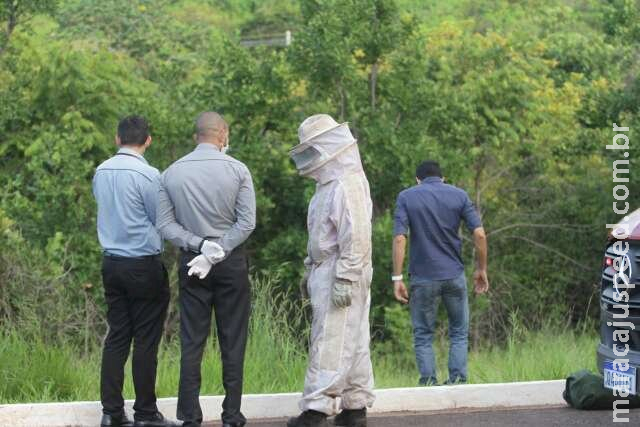 Homem morre ao ser atacado por abelhas em MS Homem morre ao ser atacado por abelhas em MS