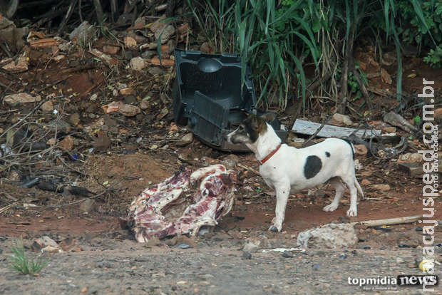 Idoso é flagrado estuprando cadela em Dourados