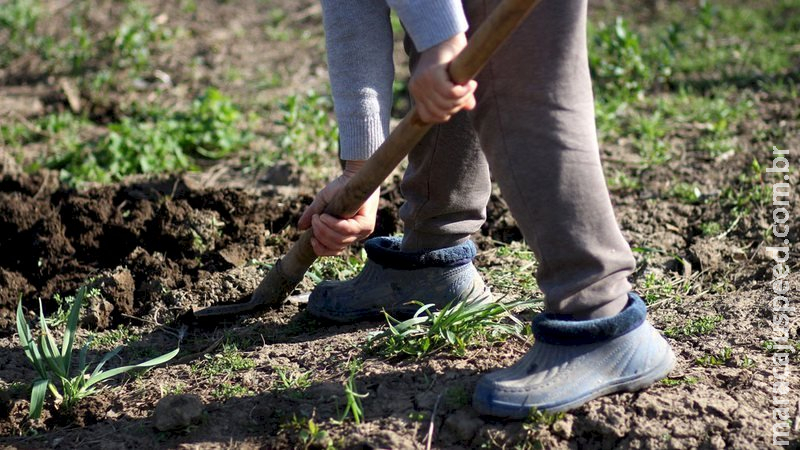 Justiça anula aposentadoria a trabalhadora rural de MS por não interferência do MPF Justiça anula aposentadoria a trabalhadora rural de MS por não interferência do MPF