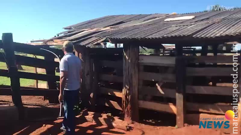 Ladrões abatem gado para corte e polícia recupera metade dos animais furtados