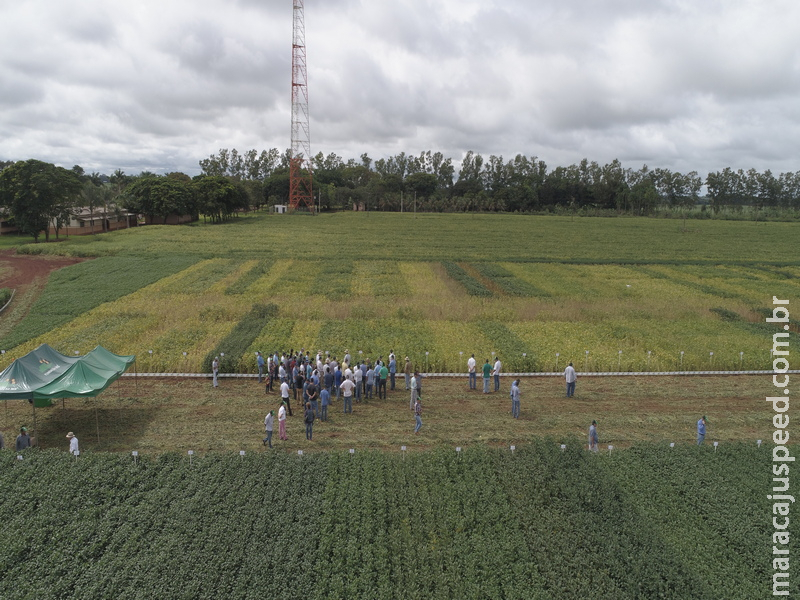 Maracaju: Dez dos 14 municípios do MS com maior PIB do agronegócio contam com Unidade de Pesquisa da Fundação MS