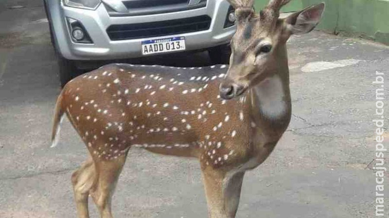 Militar do Exército morre após ser atacado por cervo em viveiro de quartel na fronteira 