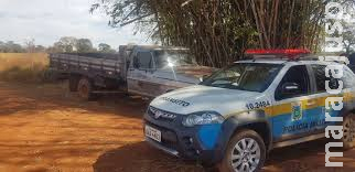 Mulher é presa por furtar gado em MS e levar para o interior de Goiás Mulher é presa por furtar gado em MS e levar para o interior de Goiás
