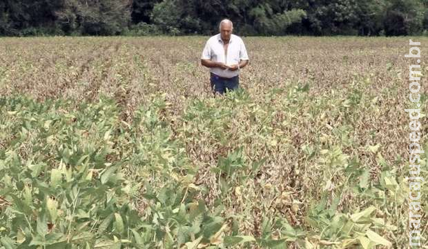 Produtores destacam que decreto de emergência ajuda a reduzir prejuízos da estiagem Produtores destacam que decreto de emergência ajuda a reduzir prejuízos da estiagem