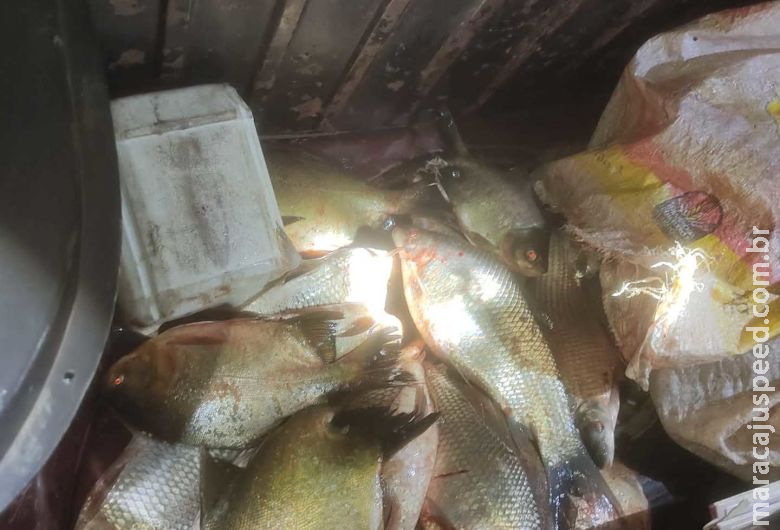 Quatro são presos por furto de peixes em propriedade rural na BR-463 Quatro são presos por furto de peixes em propriedade rural na BR-463