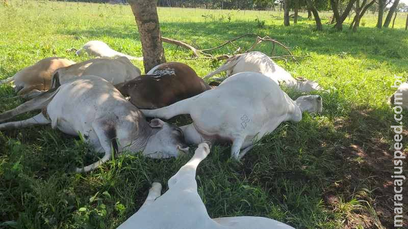 Raio mata várias cabeças de gado e deixa prejuízo de R$ 60 mil a pecuarista no MS Raio mata várias cabeças de gado e deixa prejuízo de R$ 60 mil a pecuarista no MS