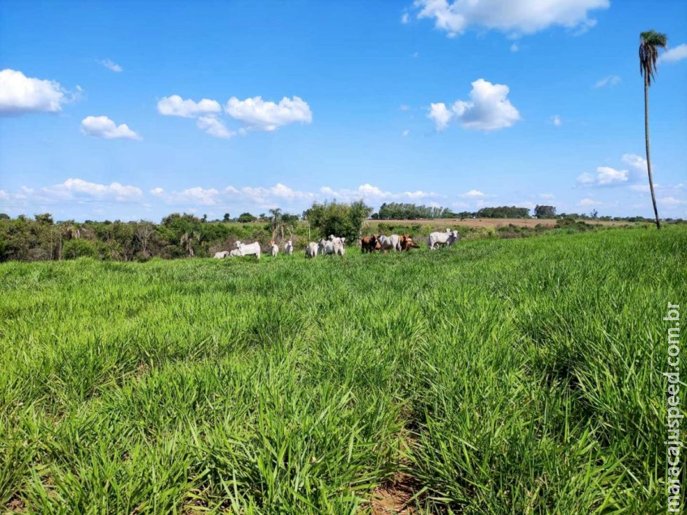 Assentado é multado em R$ 65 mil por manter gado em reserva legal 