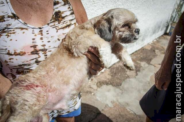 Idoso e cachorro ficam feridos após ataque de rottweiler em MS