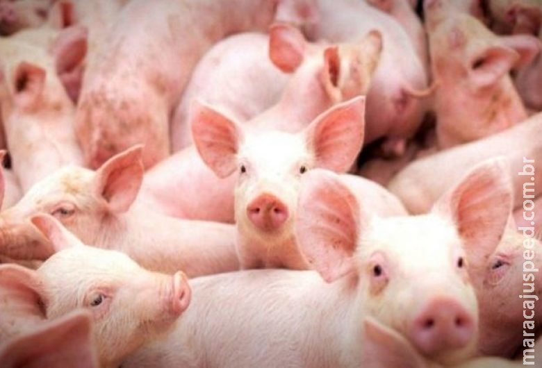 Investimento de quase R$ 240 milhões no setor rural fortalece produção de suínos e aves no MS