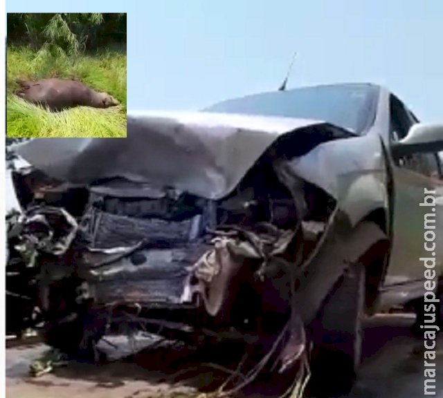 Morador de Caarapó sai ileso após veículo atropelar e matar anta na BR-419