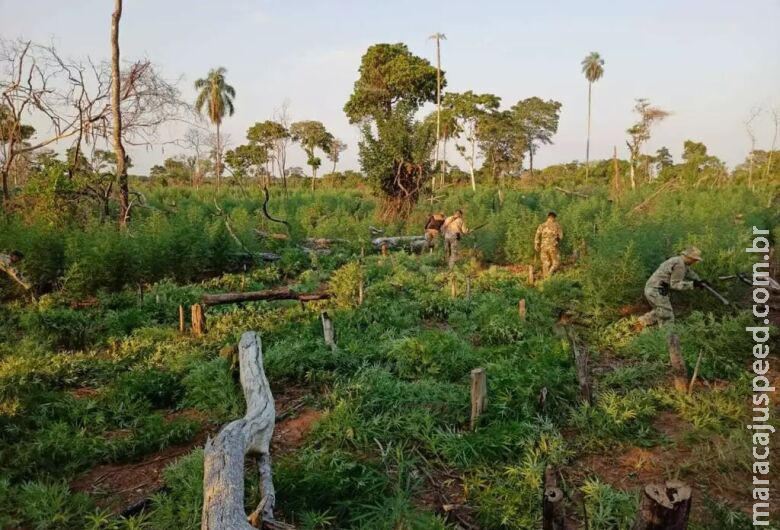 Plantadores cultivam roça que renderia 21 toneladas de maconha 