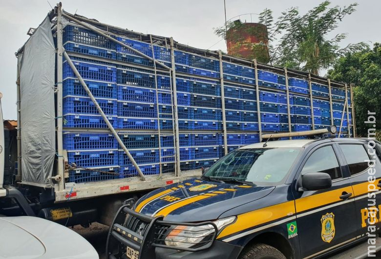 Polícia apreende mais de 4 toneladas de maconha em carga de frangos Polícia apreende mais de 4 toneladas de maconha em carga de frangos