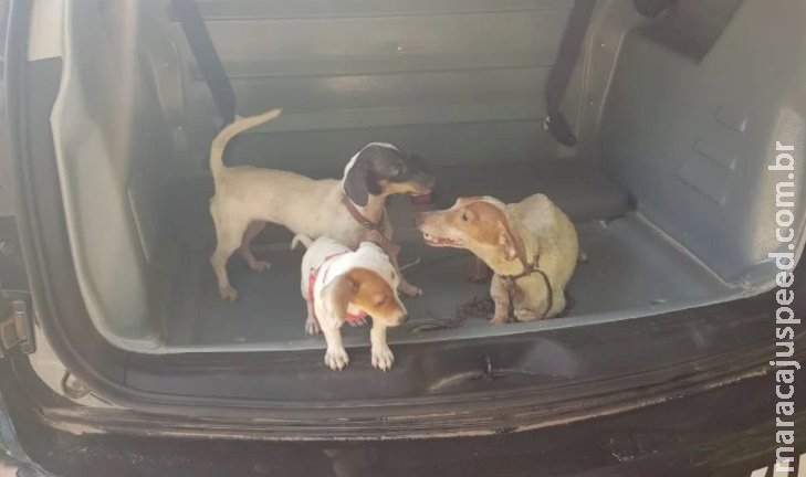 Polícia resgata três cachorros vítimas de maus tratos em MS Polícia resgata três cachorros vítimas de maus tratos em MS
