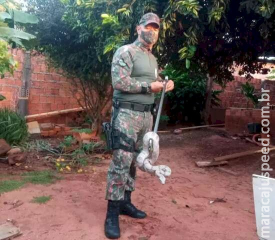 Serpente com mais de 1 metro é capturada em quintal de residência na Capital Serpente com mais de 1 metro é capturada em quintal de residência na Capital