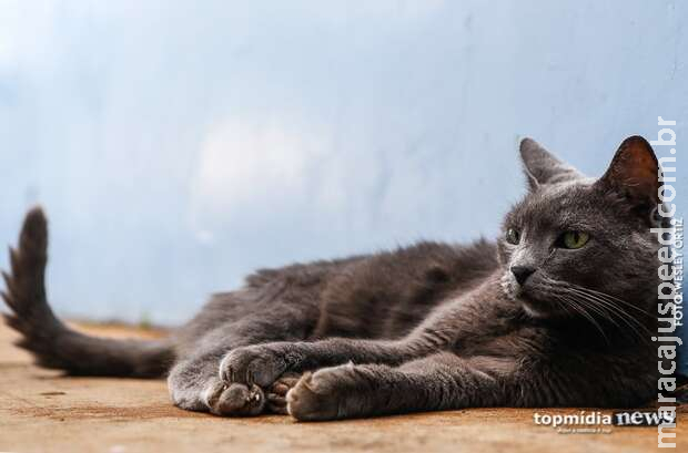 Após morder cinco pessoas, gato morre com diagnóstico de raiva em Goiânia